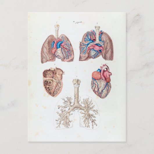 anatomie van het menselijk hart en de longen briefkaart (Voorkant)