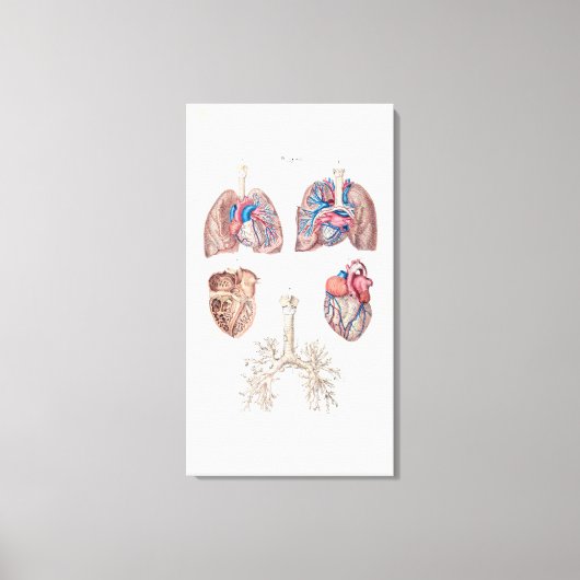  anatomie van het menselijk hart en de longen canvas afdruk (Voorkant)
