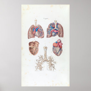  anatomie van het menselijk hart en de longen poster