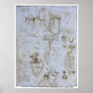Anatomie van het menselijk hart, Leonardo da Vinci Poster