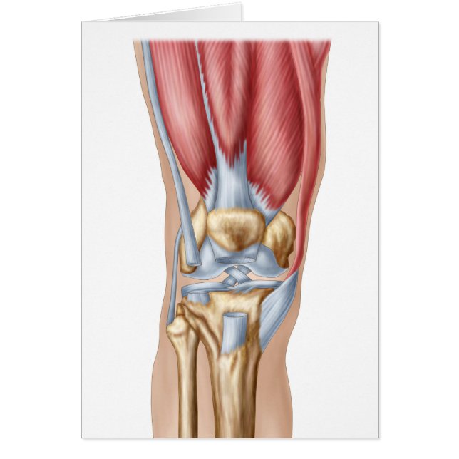 Anatomie van het menselijk kniegewricht (Voorkant)