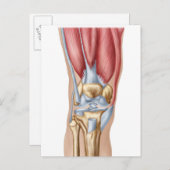 Anatomie van het menselijk kniegewricht briefkaart (Voorkant / Achterkant)