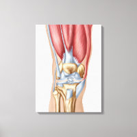 Anatomie van het menselijk kniegewricht