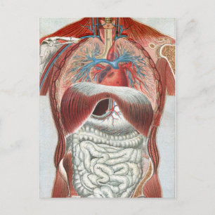 Anatomie van het menselijk lichaam briefkaart