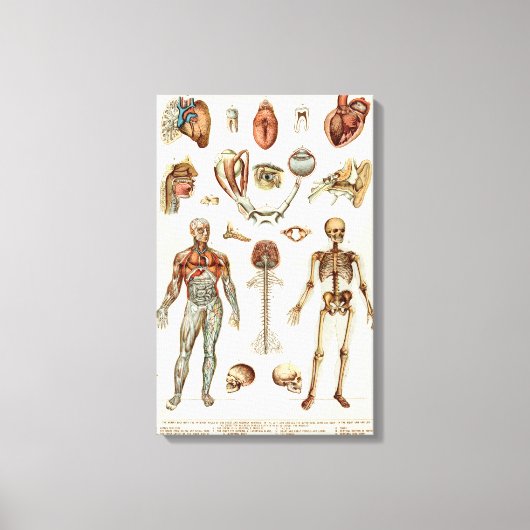 Anatomie van het menselijk lichaam canvas afdruk (Voorkant)