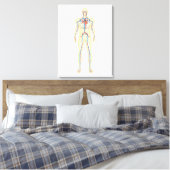 Anatomie van het menselijk lichaam en bloedsomloop canvas afdruk (Insitu (Slaapkamer))
