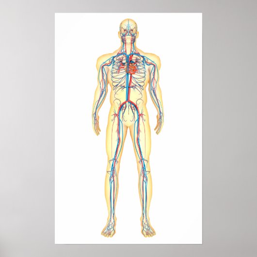 Anatomie van het menselijk lichaam en bloedsomloop poster (Voorkant)