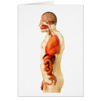 Anatomie van het menselijk lichaam met gehele orga