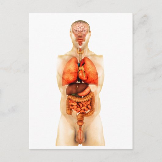 Anatomie van het menselijk lichaam met gehele orga briefkaart (Voorkant)