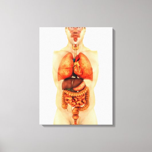 Anatomie van het menselijk lichaam met gehele orga canvas afdruk (Voorkant)