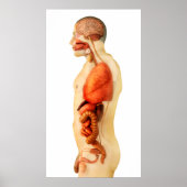 Anatomie van het menselijk lichaam met gehele orga poster (Voorkant)