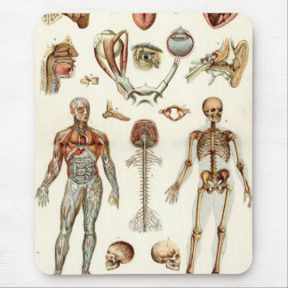 Anatomie van het menselijk lichaam muismat