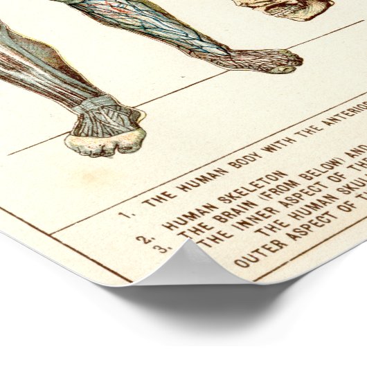 Anatomie van het menselijk lichaam poster (Hoek)