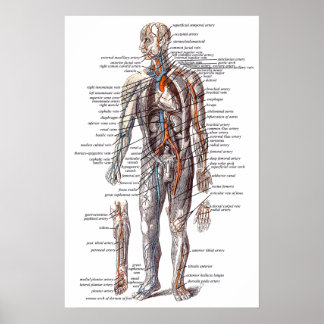Anatomie van het menselijk lichaam poster