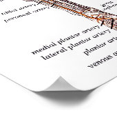 Anatomie van het menselijk lichaam poster (Hoek)