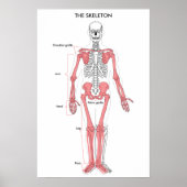 Anatomie van het menselijk lichaam Skeleton Anatom Poster (Voorkant)
