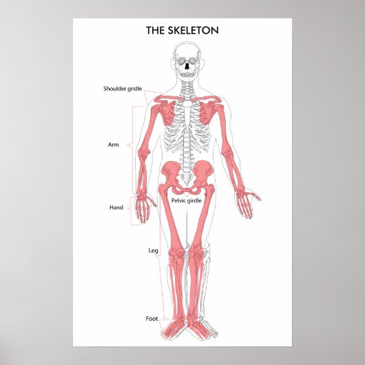 Anatomie van het menselijk lichaam Skeleton Anatom Poster (Voorkant)