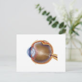 Anatomie van het menselijk oog briefkaart (Staand voorkant)