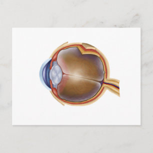 Anatomie van het menselijk oog briefkaart