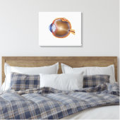 Anatomie van het menselijk oog canvas afdruk (Insitu (Slaapkamer))