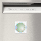 Anatomie van het menselijk oog magneet (Insitu (Vaatwasser))