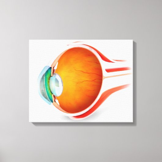 Anatomie van het menselijk oog, perspectief canvas afdruk (Voorkant)