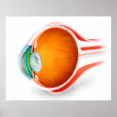 Anatomie van het menselijk oog, perspectief poster (Voorkant)