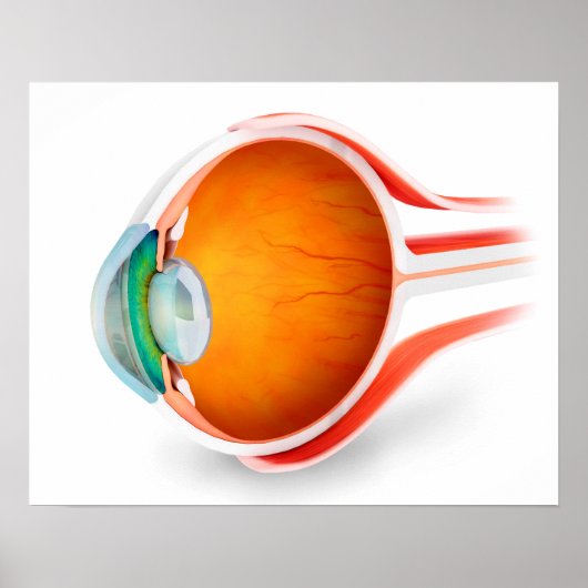 Anatomie van het menselijk oog, perspectief poster (Voorkant)