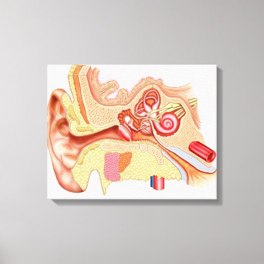 Anatomie van het menselijk oor canvas afdruk (Voorkant)