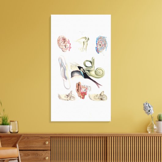 anatomie van het menselijk oor canvas afdruk (Insitu (Woonkamer))