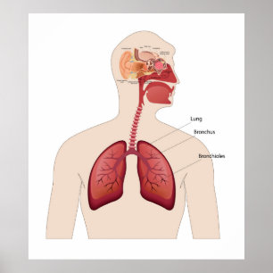 Anatomie van het menselijk oor poster