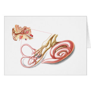 Anatomie van het menselijk oor, slijmvlieslabyrint