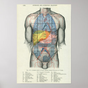 Anatomie van het menselijk oppervlak Verband met o Poster