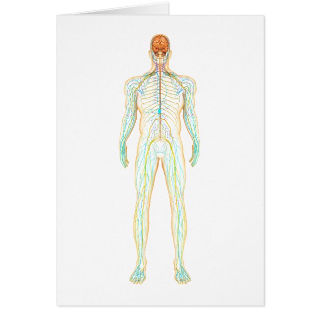 Anatomie van het menselijk zenuwstelsel en het lym (Voorkant)