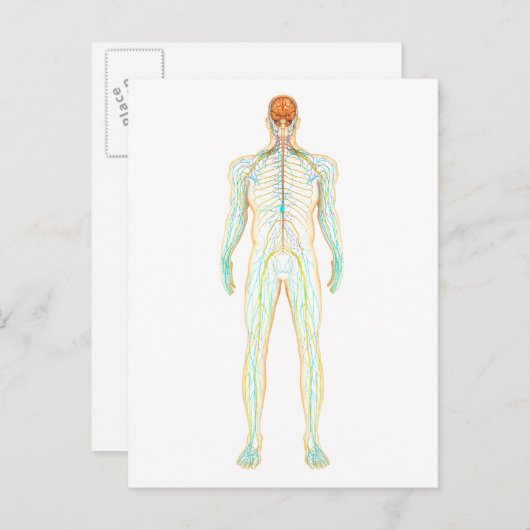 Anatomie van het menselijk zenuwstelsel en het lym briefkaart (Voorkant / Achterkant)