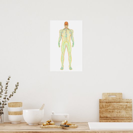 Anatomie van het menselijk zenuwstelsel en het lym poster (Keuken)