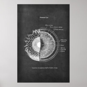 Anatomie van het menselijke oog optometrist decor poster