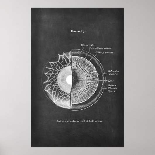 Anatomie van het menselijke oog optometrist decor poster (Voorkant)