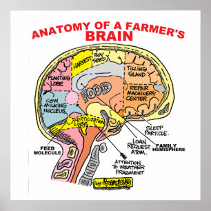 ANATOMIE VAN HET POSTER VAN DE BRAINS VAN EEN LAND