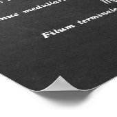 Anatomie van het ruggenmerg Kunstdruk nr.1 Poster (Hoek)