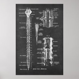 Anatomie van het ruggenmerg Kunstdruk nr.1 Poster