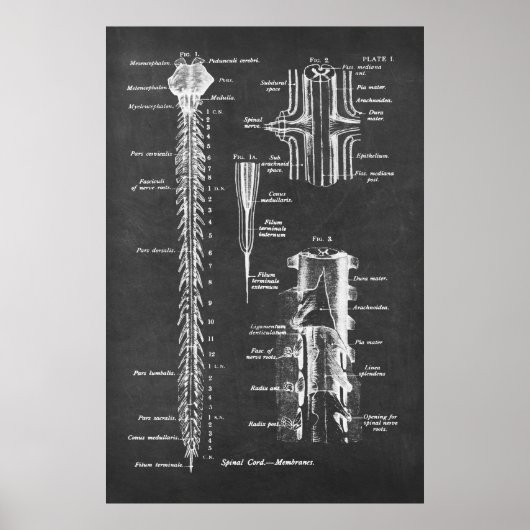 Anatomie van het ruggenmerg Kunstdruk nr.1 Poster (Voorkant)
