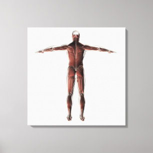 Anatomie van het spierstelsel van mannen, posterio canvas afdruk