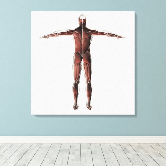 Anatomie van het spierstelsel van mannen, posterio canvas afdruk (Insitu (Houten vloer))