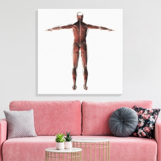 Anatomie van het spierstelsel van mannen, posterio canvas afdruk (Insitu (Woonkamer))