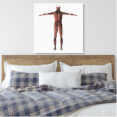 Anatomie van het spierstelsel van mannen, posterio canvas afdruk (Insitu (Slaapkamer))