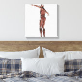 Anatomie van het spierstelsel van mannen, posterio canvas afdruk (Insitu (Slaapkamer))