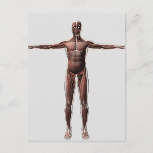 Anatomie van het spierstelsel van mannen, voorzijd briefkaart (Voorkant)