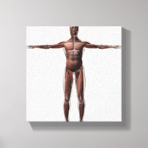 Anatomie van het spierstelsel van mannen, voorzijd canvas afdruk