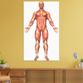 Anatomie van het spierstelsel van mannen, voorzijd canvas afdruk (Insitu (Woonkamer))